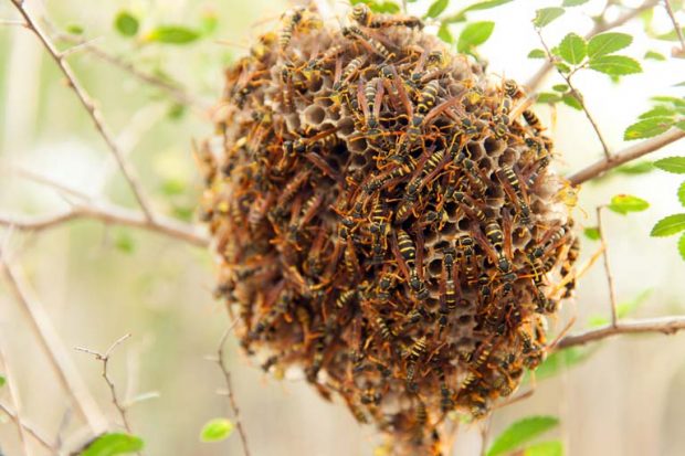 When Should I Call for Bee Removal in Midland, TX?
