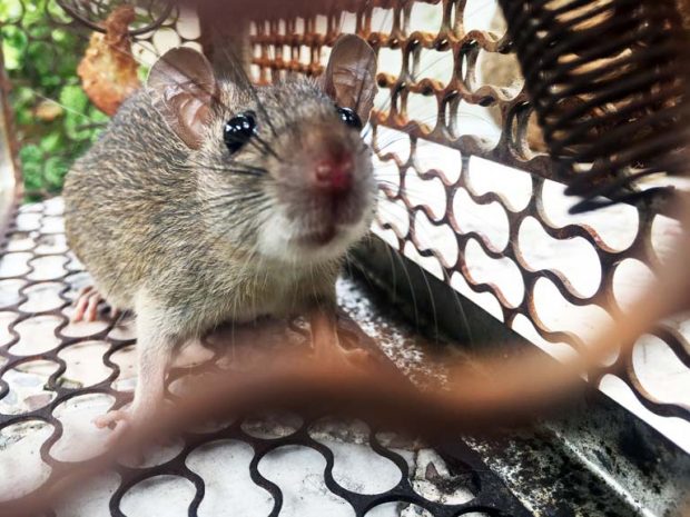 What Are Effective Rodent Control Methods in Midland, TX?