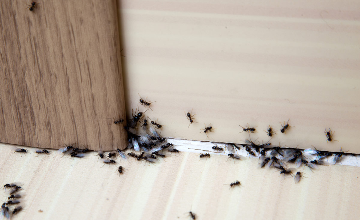 ant-control