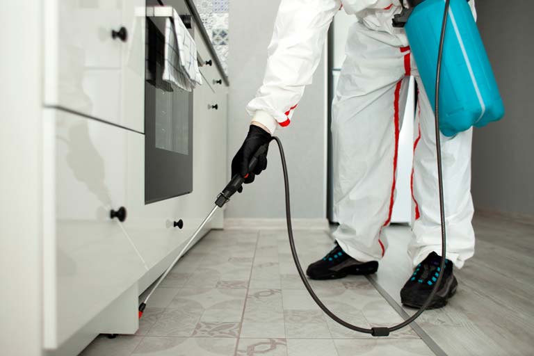 ant-removal