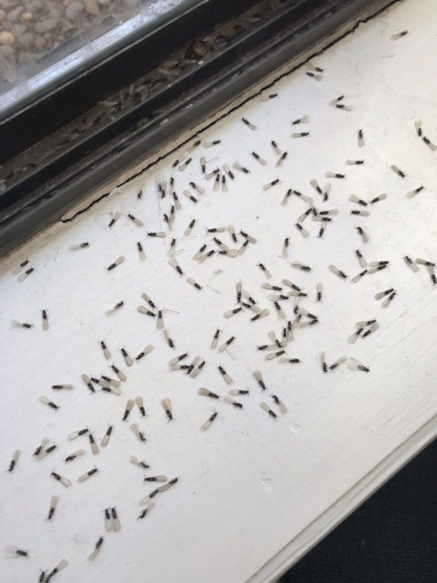 How to Choose the Right Termite Control in Midland, TX