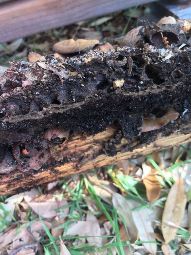 How Often Should You Schedule a Termite Inspection?