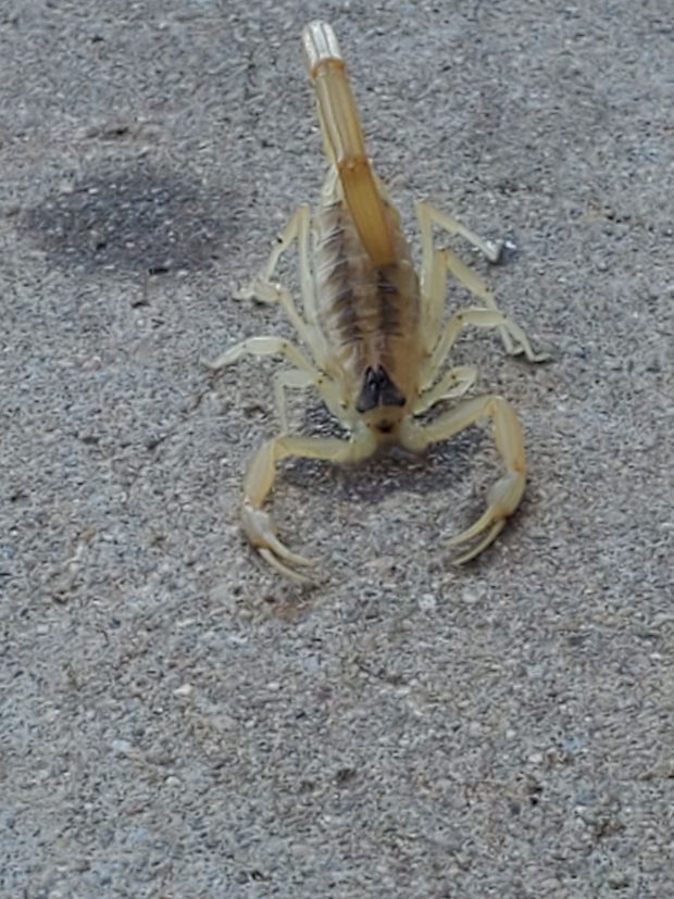How to Safely Arrange Scorpion Removal in Midland, TX