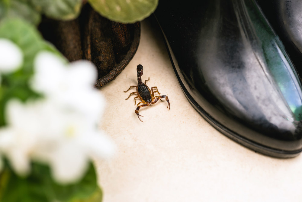 5 Tips To Keep Scorpions Out Of Your Fort Worth Home - Affordable,  Effective Pest Control In DFW, Houston, Austin & San Antonio