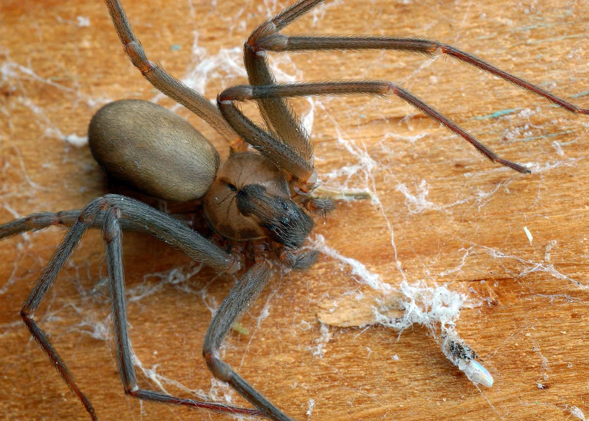 I'm a pest expert - the three ways to rid your home of giant house spiders  as they invade the UK… and one only costs 89p